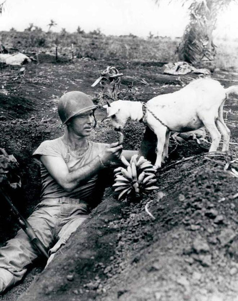 Солдат угощает бананами козла во время Битвы за Сайпан, 1944.