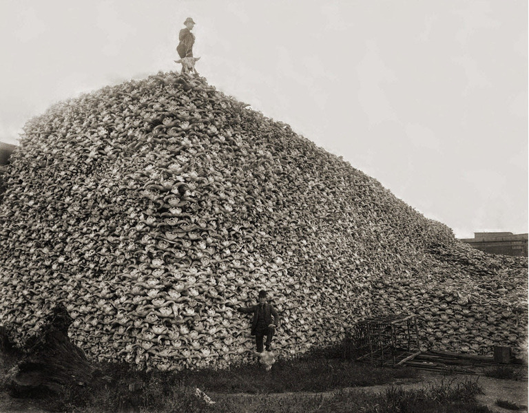 Уничтожение бизонов в США с 1830-х годов, санкционированное тамошними властями — имело своей целью подорвать экономический уклад жизни индейских племён и обречь их на голод.
