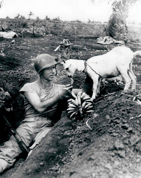Солдат кормит бананами козу во время битвы за Сайпан (прим. автора — сражение Тихоокеанской кампании Второй мировой войны на острове Сайпан) — 1944 год.