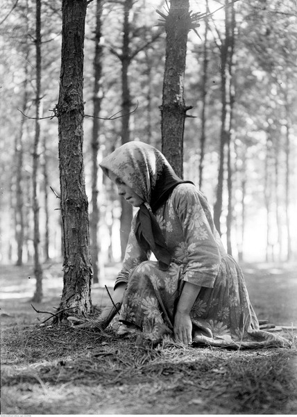 Девочка собирает грибы. Польша, 1932 год.