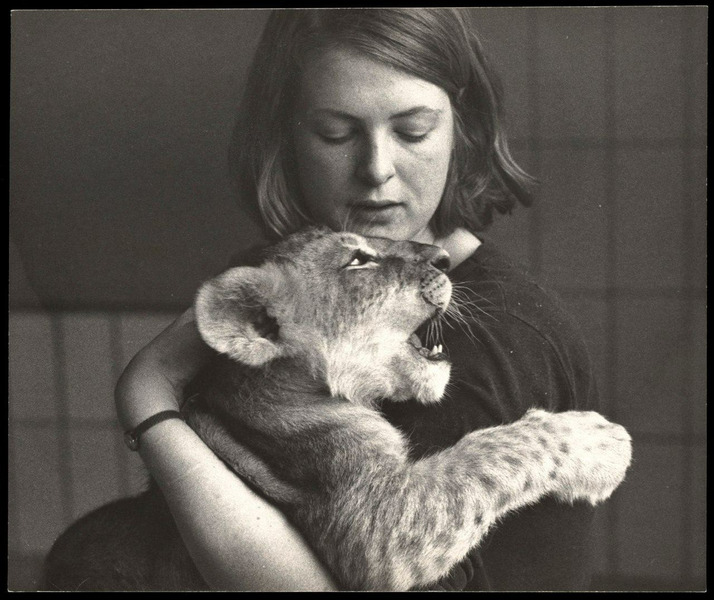 Сотрудница амстердамского зоопарка и львёнок. Голландия, 1950-е годы.