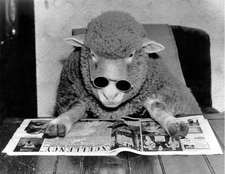 Овца за чтением утренней газеты. Англия, 1970-е годы.