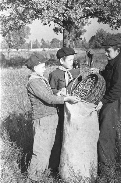 Урожай, 1950-е