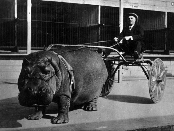 Повозка, запряжённая бегемотом, 1924 год