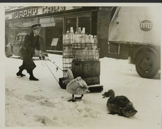 Молочник обходит дома с санками, чтобы собрать пустые бутылки, 1940