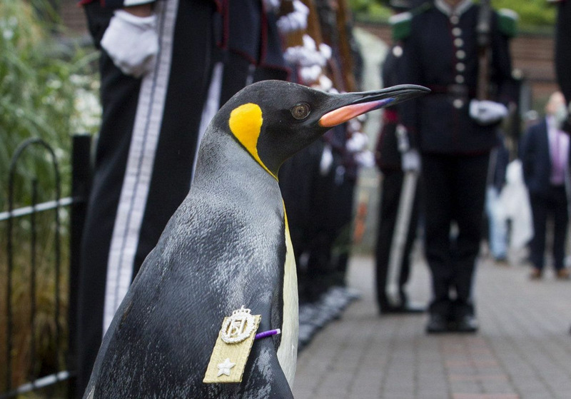 Сэр Нильс Улаф (Nils Olav) — королевский пингвин
