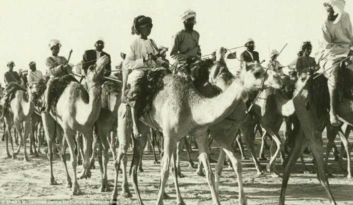 Караван верблюдов следует через Дубай. 1960-е.