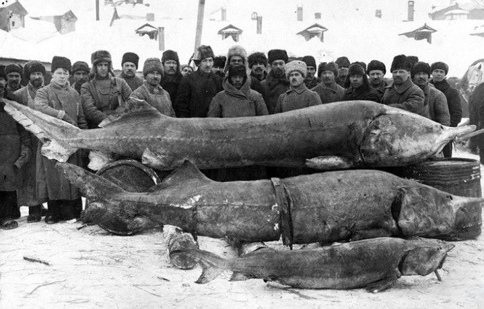 Рыбаки с уловом из Волги, 1924 г