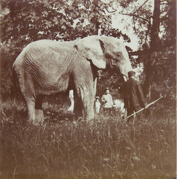 Император Николай II выгуливает слона