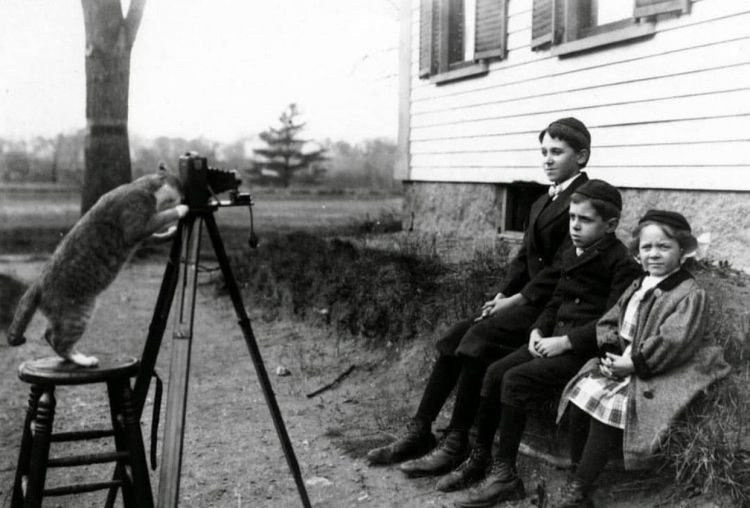 Кот возомнил себя фотографом, 1909 год.