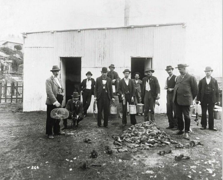 Отряд профессиональных крысоловов во время бубонной чумы. Сидней. 1900 год