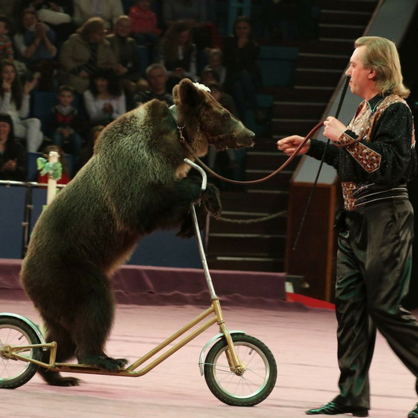 животные в цирке