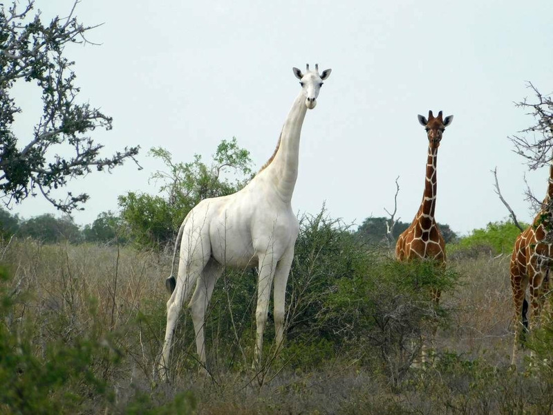 В Кении убили двух белых жирафов