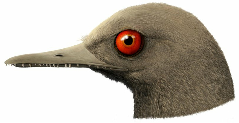 Oculudentavis khaungraae (глазастая и зубастая птица)