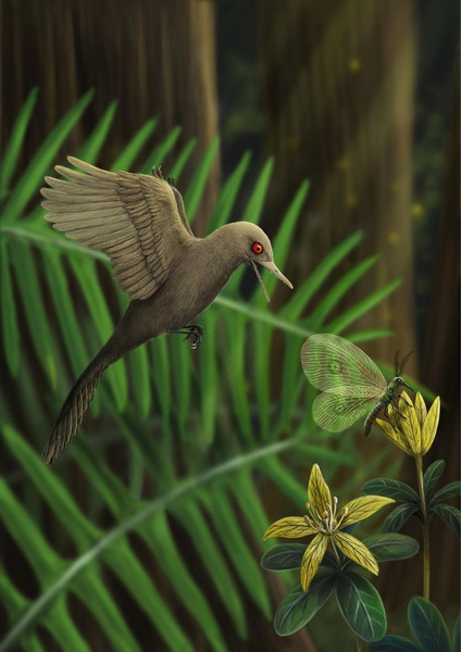 Oculudentavis khaungraae (глазастая и зубастая птица)