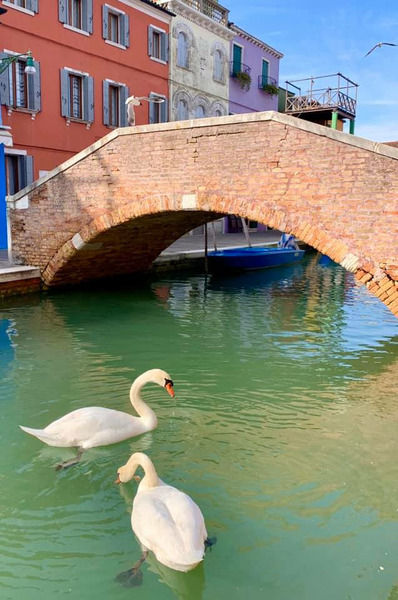 Вода в каналах Венеции стала чище