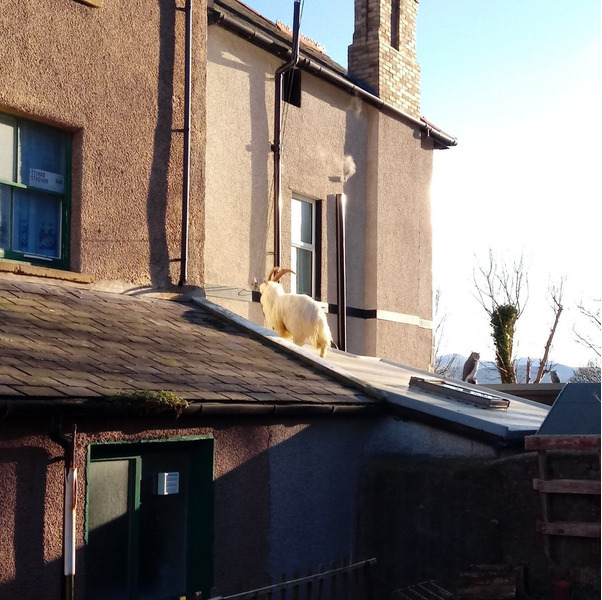 Горные козлы захватили город в Уэльсе