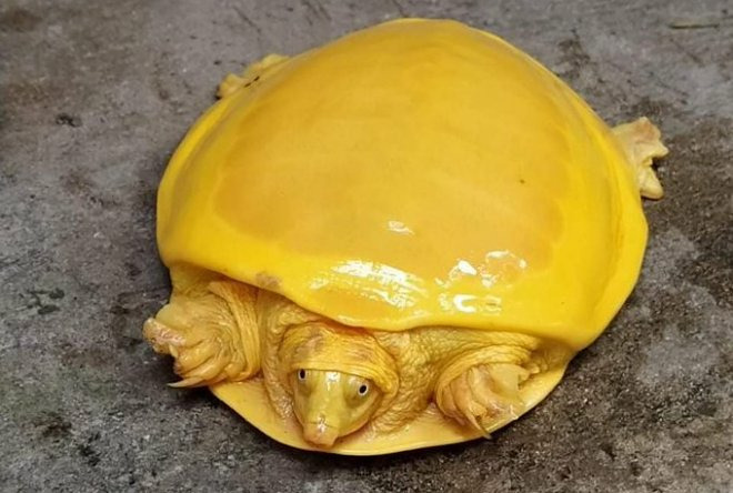 В Индии нашли ярко-желтую черепаху
