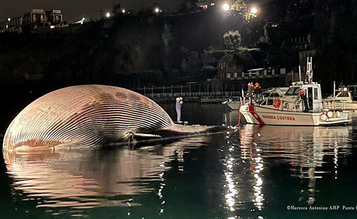 Огромный мертвый кит у берегов Италии