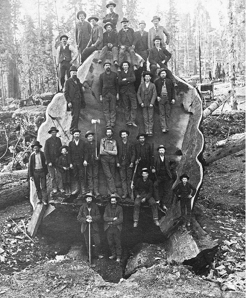 Вид дерева Марка Твена когда оно было срублено в 1891 году.