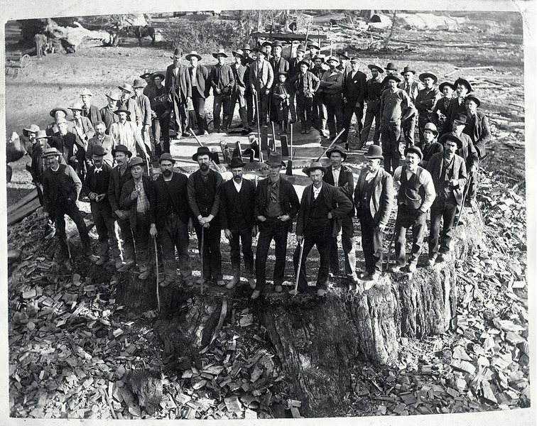 Пятьдесят человек стоят на массивном пне дерева Марка Твена.