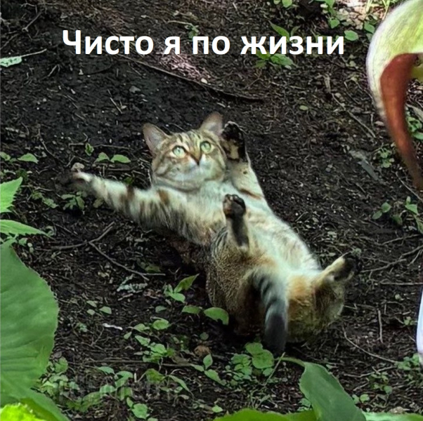мемы