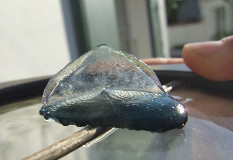 Парусница или Velella velella
