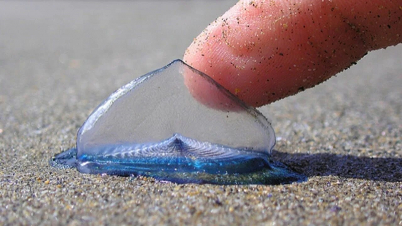 Парусница или Velella velella
