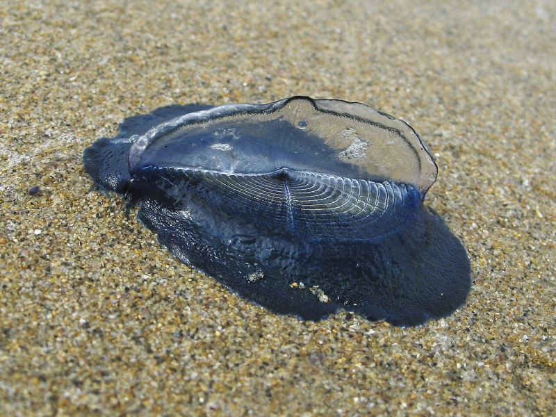 Парусница или Velella velella