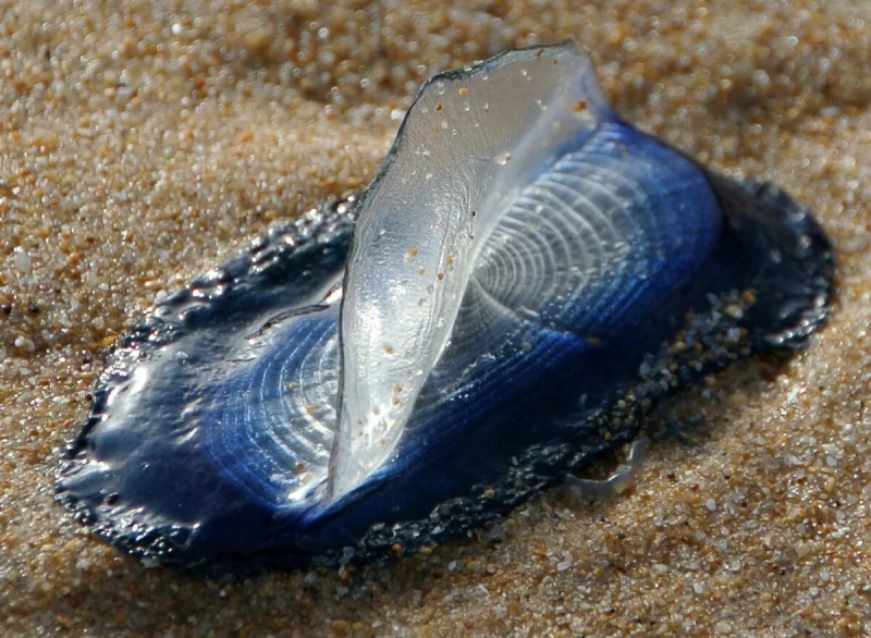 Парусница или Velella velella
