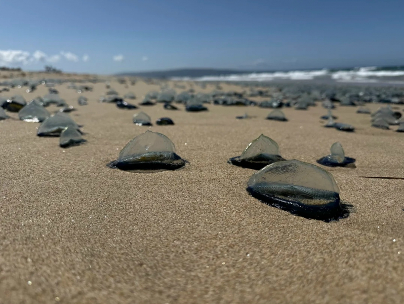 Парусница или Velella velella