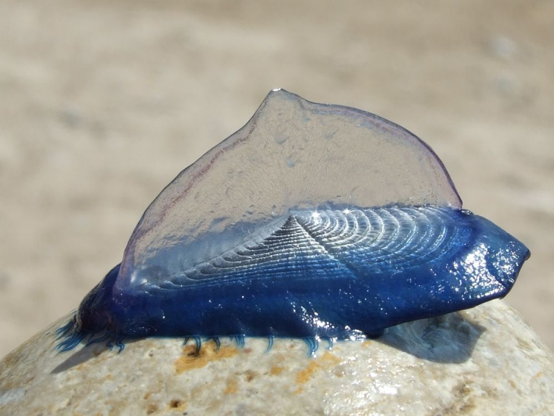 Парусница или Velella velella